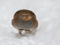 Ime datoteke=Poljska_jebica_Grey_partridge_Perdix_perdix_Poljske_kure_Phasianidae_05.jpg
Velikost datoteke=212KB
Dimenzija=900x675
Datum objave=13.07.2026 Poljska_jebica_Grey_partridge_Perdix_perdix_Poljske_kure_Phasianidae_05.jpg