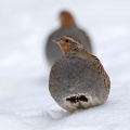 Ime datoteke=Poljska_jebica_Grey_partridge_Perdix_perdix_Poljske_kure_Phasianidae_06.jpg
Velikost datoteke=280KB
Dimenzija=850x850
Datum objave=13.07.2026 Poljska_jebica_Grey_partridge_Perdix_perdix_Poljske_kure_Phasianidae_06.jpg