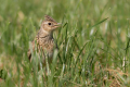 Ime datoteke=Poljski_skrjanec_Skylark_34.jpg
Velikost datoteke=413KB
Dimenzija=900x600
Datum objave=13.07.2026 Poljski_skrjanec_Skylark_34.jpg