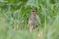 Ime datoteke=Poljski_skrjanec_Skylark_36.jpg
Velikost datoteke=292KB
Dimenzija=900x600
Datum objave=13.07.2026 Poljski_skrjanec_Skylark_36.jpg