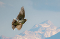 Poljski_skrjanec_Skylark_37.jpg