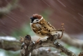 Poljski_vrabec_Tree_sparrow_10.jpg