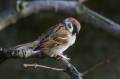 Poljski_vrabec_Tree_sparrow_14.jpg
