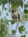 Ime datoteke=Poljski_vrabec_Tree_sparrow_23.jpg
Velikost datoteke=252KB
Dimenzija=675x900
Datum objave=13.07.2026 Poljski_vrabec_Tree_sparrow_23.jpg