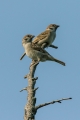 Poljski_vrabec_Tree_sparrow_24.jpg