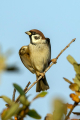 Ime datoteke=Poljski_vrabec_Tree_sparrow_28.jpg
Velikost datoteke=323KB
Dimenzija=600x900
Datum objave=13.07.2026 Poljski_vrabec_Tree_sparrow_28.jpg