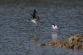 Ime datoteke=Polojnik_Black_winged_stilt_Himantopus_himantopus_Polojniki_Recurvirostridae_35.jpg
Velikost datoteke=331KB
Dimenzija=900x600
Datum objave=13.07.2026 Polojnik_Black_winged_stilt_Himantopus_himantopus_Polojniki_Recurvirostridae_35.jpg