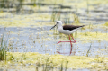 Ime datoteke=Polojnik_Black_winged_stilt_Himantopus_himantopus_Polojniki_Recurvirostridae_41.jpg
Velikost datoteke=355KB
Dimenzija=950x633
Datum objave=13.07.2026 Polojnik_Black_winged_stilt_Himantopus_himantopus_Polojniki_Recurvirostridae_41.jpg
