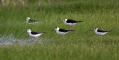 Ime datoteke=Polojnik_Black_winged_stilt_Himantopus_himantopus_Polojniki_Recurvirostridae_44.jpg
Velikost datoteke=293KB
Dimenzija=1000x507
Datum objave=13.07.2026 Polojnik_Black_winged_stilt_Himantopus_himantopus_Polojniki_Recurvirostridae_44.jpg