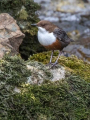 Povodni_kos_Dipper_32.jpg