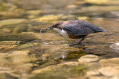 Povodni_kos_Dipper_45.jpg