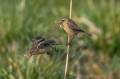 Prosnik_Stonechat_47.jpg
