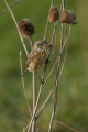 Prosnik_Stonechat_50.jpg