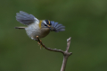 Rdeceglavi_kraljicek_Goldcrest_Regulus_regulus_45.jpg