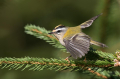 Rdeceglavi_kraljicek_Goldcrest_Regulus_regulus_46.jpg
