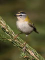 Rdeceglavi_kraljicek_Goldcrest_Regulus_regulus_47.jpg