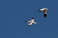 Sabljarka_Avocet_Recurvirostra_avosetta_Polojniki_Recurvirostridae_05.jpg