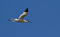 Sabljarka_Avocet_Recurvirostra_avosetta_Polojniki_Recurvirostridae_06.jpg