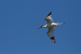 Sabljarka_Avocet_Recurvirostra_avosetta_Polojniki_Recurvirostridae_07.jpg