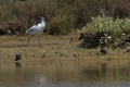 Sabljarka_Avocet_Recurvirostra_avosetta_Polojniki_Recurvirostridae_08.jpg