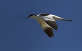 Sabljarka_Avocet_Recurvirostra_avosetta_Polojniki_Recurvirostridae_09.jpg