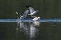 Sabljarka_Avocet_Recurvirostra_avosetta_Polojniki_Recurvirostridae_17.jpg