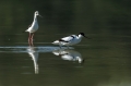 Sabljarka_Avocet_Recurvirostra_avosetta_Polojniki_Recurvirostridae_22.jpg