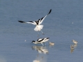 Sabljarka_Avocet_Recurvirostra_avosetta_Polojniki_Recurvirostridae_30.jpg
