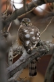 Skobec_Sparrowhawk_Accipiter_nisus_Orli_Accipitridae_15.jpg