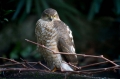 Skobec_Sparrowhawk_Accipiter_nisus_Orli_Accipitridae_17.jpg