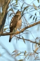 Skobec_Sparrowhawk_Accipiter_nisus_Orli_Accipitridae_18.jpg