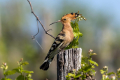 Smrdokavra_Hoopoe_Upupa_epops_Smrdokavre_Coraciidae_60.jpg