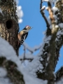 Srednji_detel_Middle_spotted_woodpecker_Dendrocopus_medius_Zolne_Picidae_01.jpg