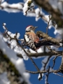Srednji_detel_Middle_spotted_woodpecker_Dendrocopus_medius_Zolne_Picidae_02.jpg