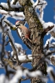 Srednji_detel_Middle_spotted_woodpecker_Dendrocopus_medius_Zolne_Picidae_03.jpg