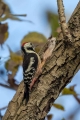 Srednji_detel_Middle_spotted_woodpecker_Dendrocopus_medius_Zolne_Picidae_05.jpg