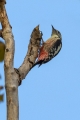 Srednji_detel_Middle_spotted_woodpecker_Dendrocopus_medius_Zolne_Picidae_07.jpg