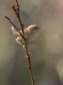 Strzek_Wren_Troglodytes_troglodytes_Strzki_Troglodytidae_56.jpg