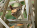 Strzek_Wren_Troglodytes_troglodytes_Strzki_Troglodytidae_57.jpg