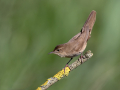 Trstni_cvrcalec_Savis_warbler_Locustella_luscinioides_Penice_Silviidae_Trstni_cvrcalec_30.jpg