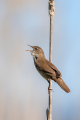 Trstni_cvrcalec_Savis_warbler_Locustella_luscinioides_Penice_Silviidae_Trstni_cvrcalec_31.jpg