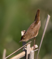 Trstni_cvrcalec_Savis_warbler_Locustella_luscinioides_Penice_Silviidae_Trstni_cvrcalec_33.jpg