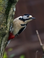Veliki_detel_Great_spotted_woodpecker_Zolne_Zolne_Picidae_13.jpg