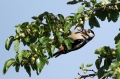 Veliki_detel_Great_spotted_woodpecker_Zolne_Zolne_Picidae_18.jpg