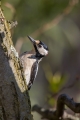 Veliki_detel_Great_spotted_woodpecker_Zolne_Zolne_Picidae_20.jpg
