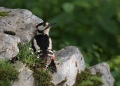 Veliki_detel_Great_spotted_woodpecker_Zolne_Zolne_Picidae_27.jpg