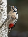 Veliki_detel_Great_spotted_woodpecker_Zolne_Zolne_Picidae_29.jpg