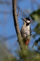 Veliki_detel_Great_spotted_woodpecker_Zolne_Zolne_Picidae_30.jpg
