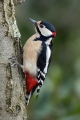 Veliki_detel_Great_spotted_woodpecker_Zolne_Zolne_Picidae_31.jpg