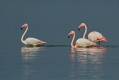 Veliki_plamenec_Greater_flamingo_09.jpg
